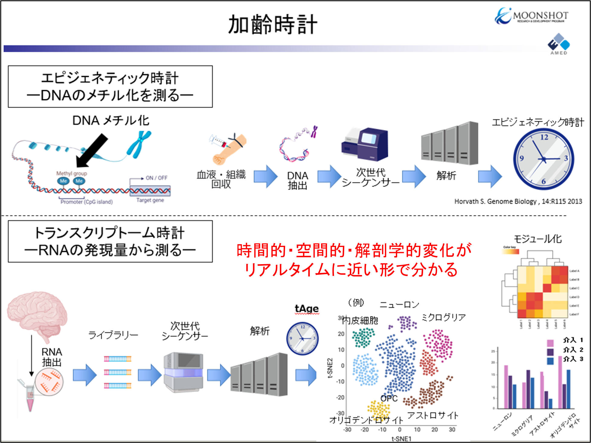 加齢時計に関する図