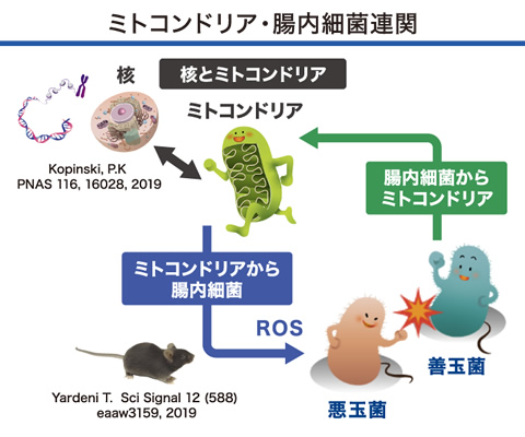 ミトコンドリア・腸内細菌連関