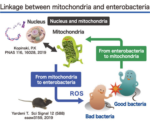 Linkage between mitochondria and enterobacteria