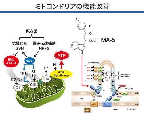 ミトコンドリアの機能改善