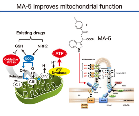 MA-5 improves mitochondrial function